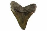 Fossil Megalodon Tooth - Georgia #159750-1